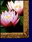 Water Garden Gallery